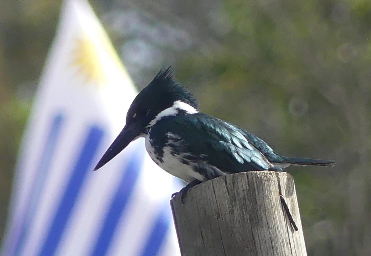 Martín Pescador Amazónico - ML634744985
