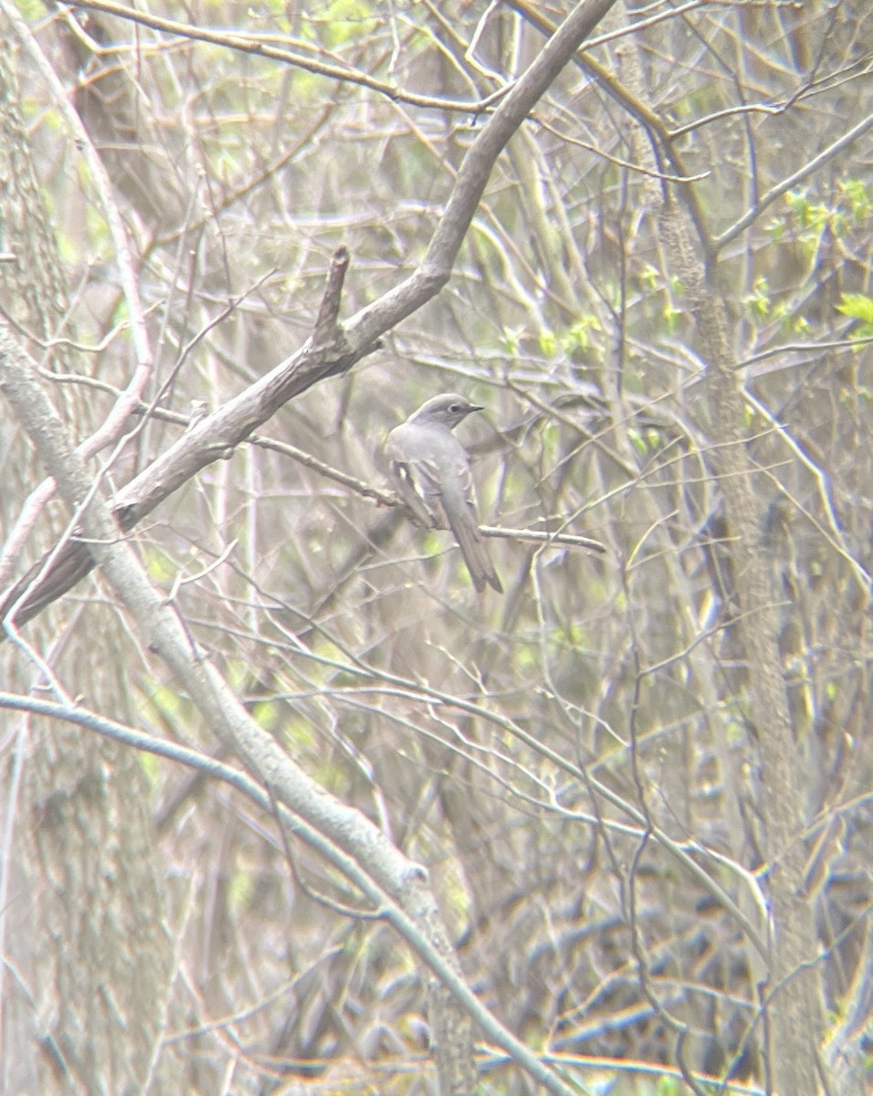 Townsend's Solitaire - ML634745248