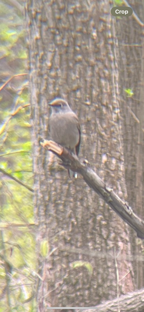 Townsend's Solitaire - ML634745249