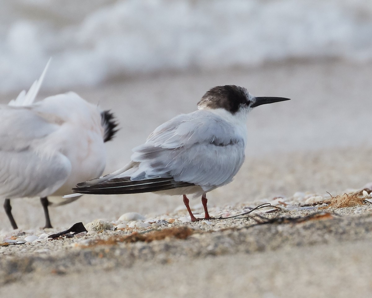 Roseate Tern - ML634745252