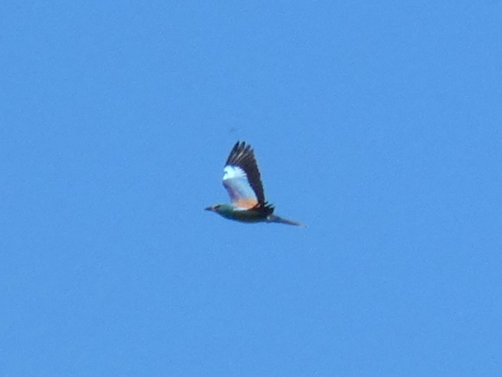 כחל מצוי - ML634745332