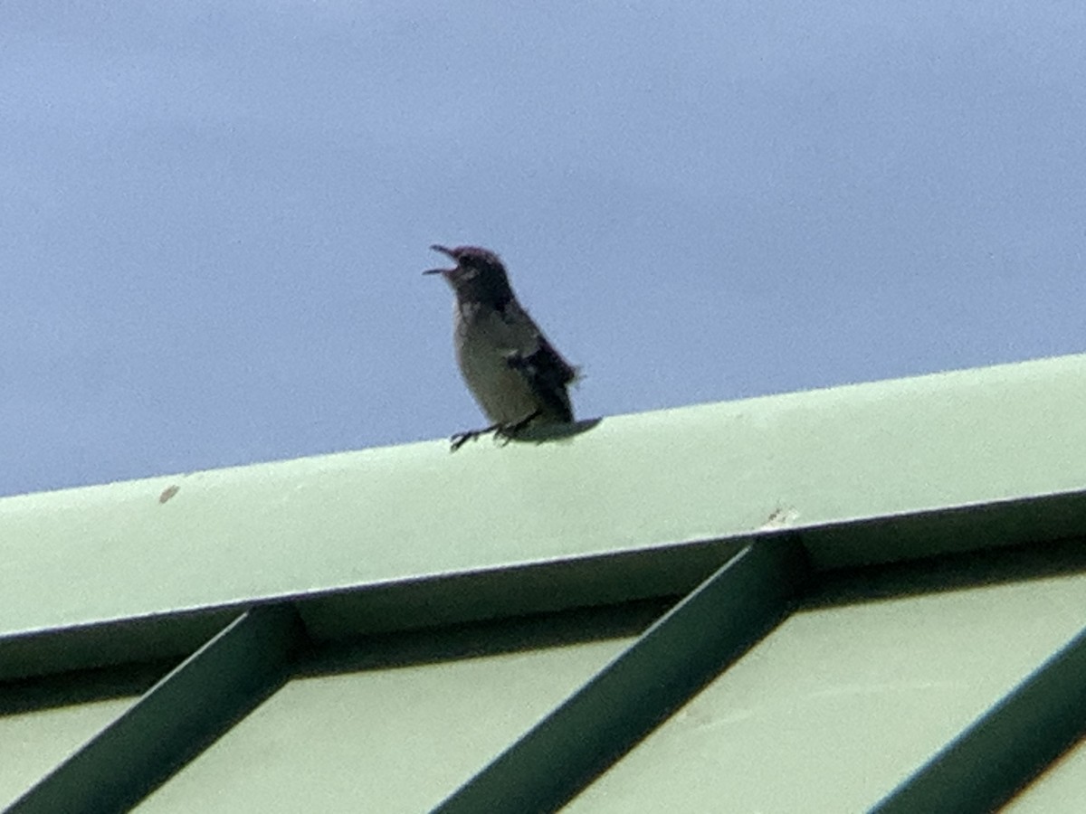 Kuzeyli Taklitçi - ML634745345