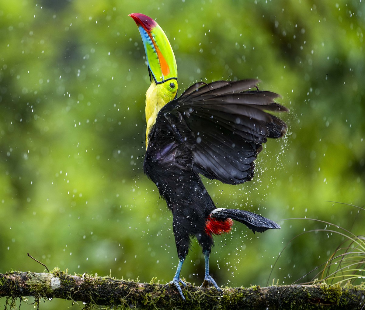 Keel-billed Toucan - ML634745367