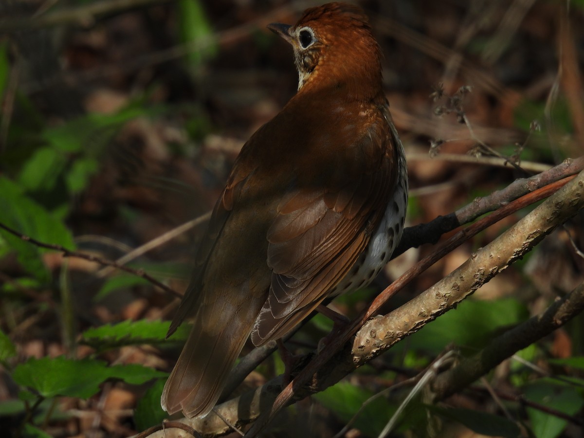 Wood Thrush - ML634745376