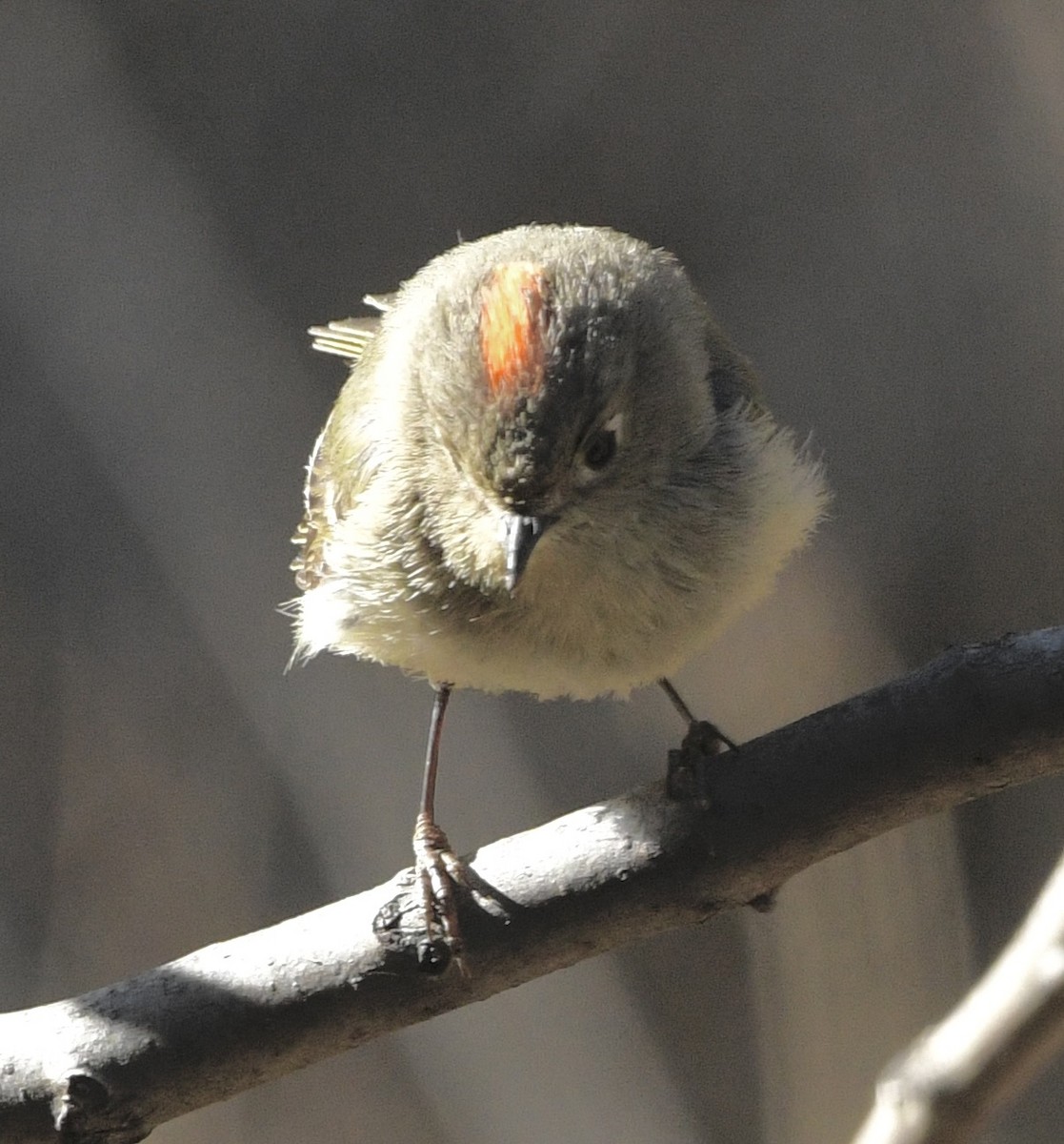 Ruby-crowned Kinglet - ML634745409