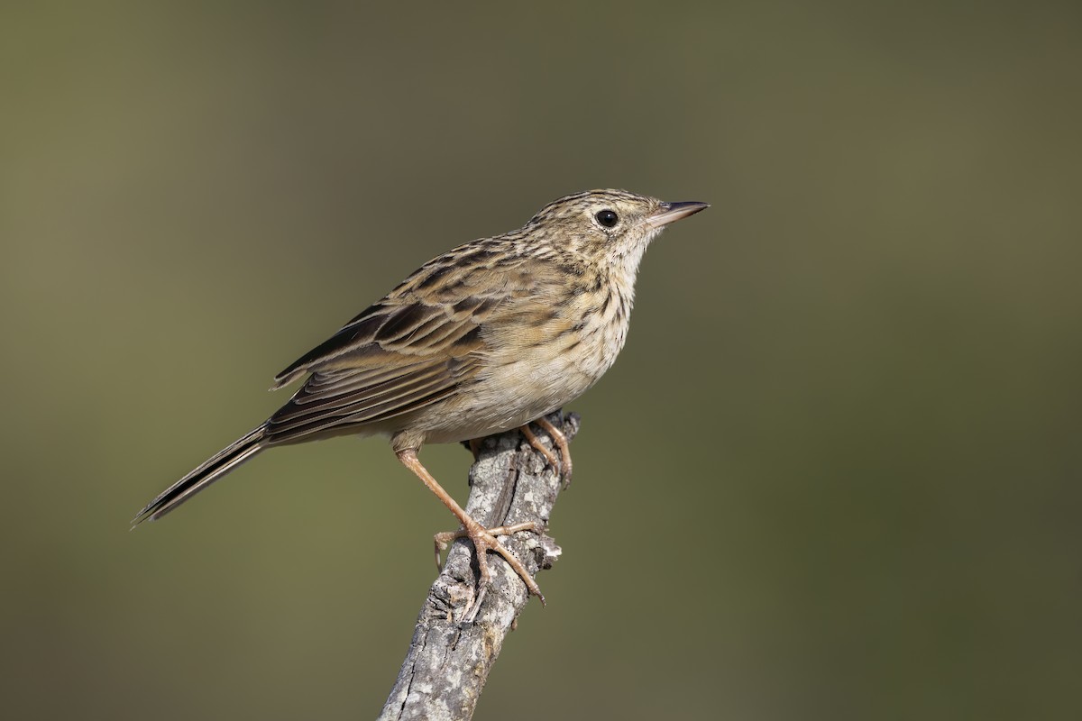 Hellmayr's Pipit - ML634745425