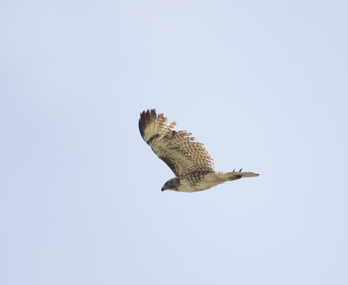 Red-tailed Hawk (calurus/alascensis) - ML634745517