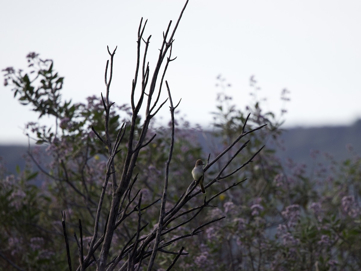 Ash-throated Flycatcher - ML634745539