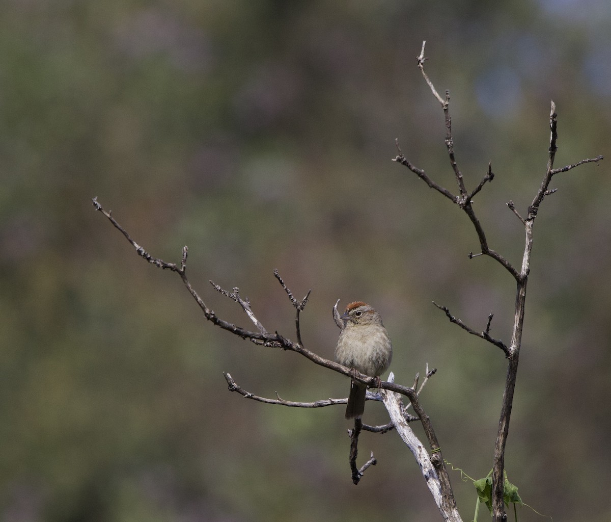 Rufous-crowned Sparrow - ML634745604