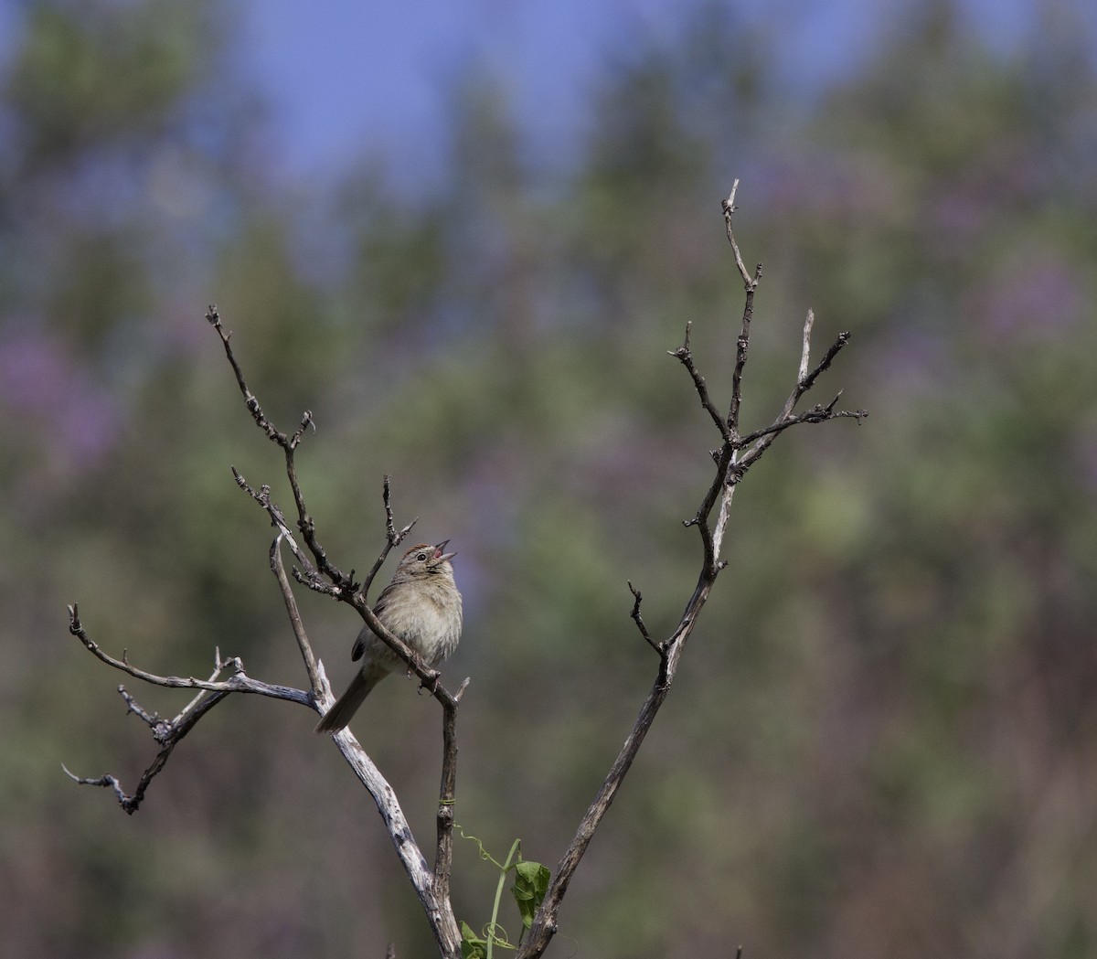 Rufous-crowned Sparrow - ML634745605