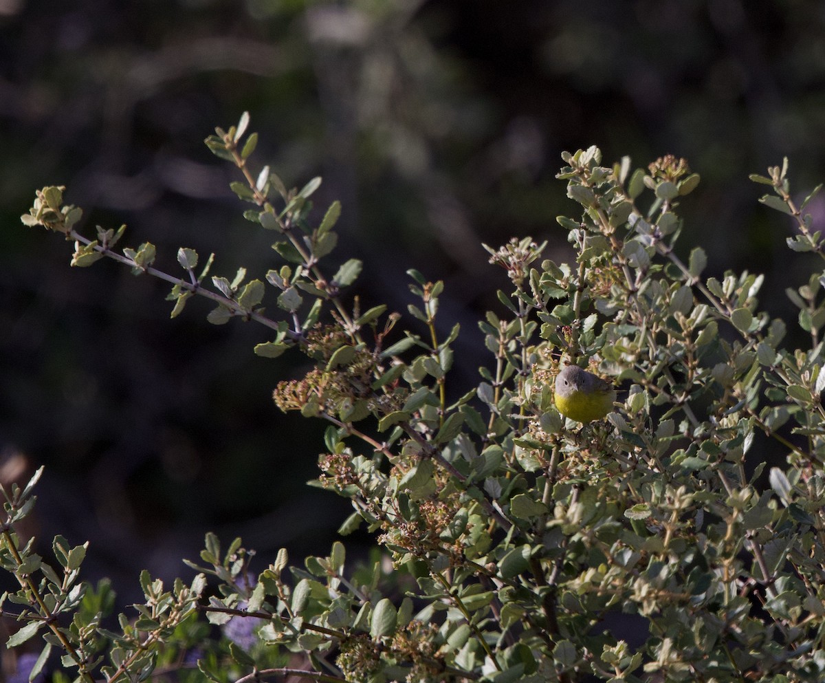 Nashville Warbler - ML634745805