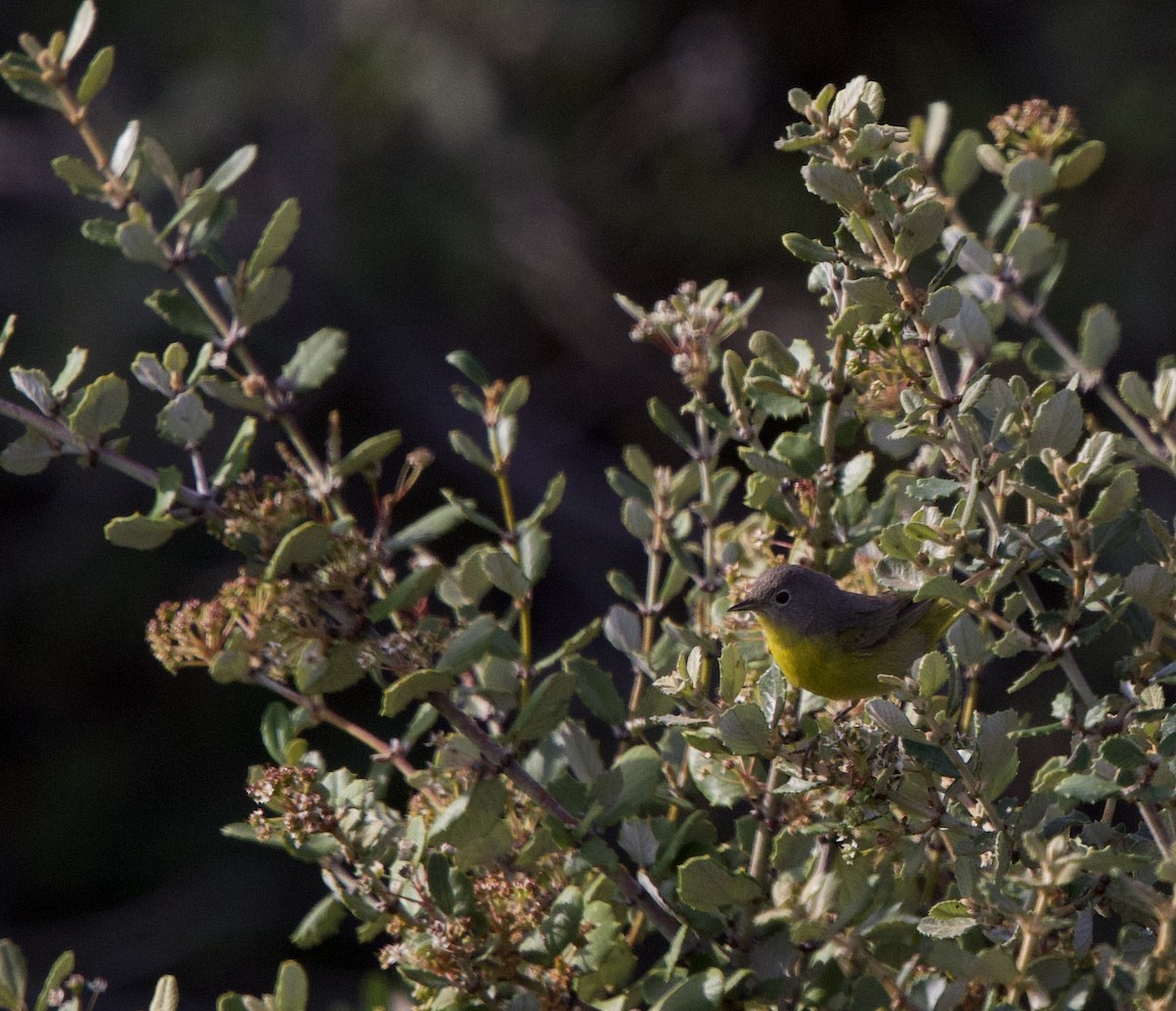 Nashville Warbler - ML634745806