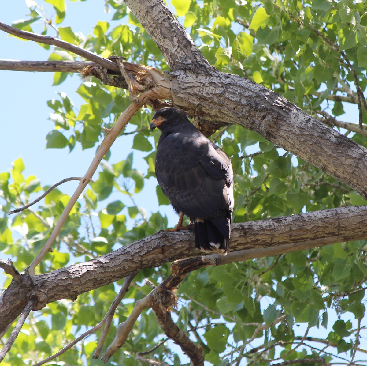 Common Black Hawk - ML634745966