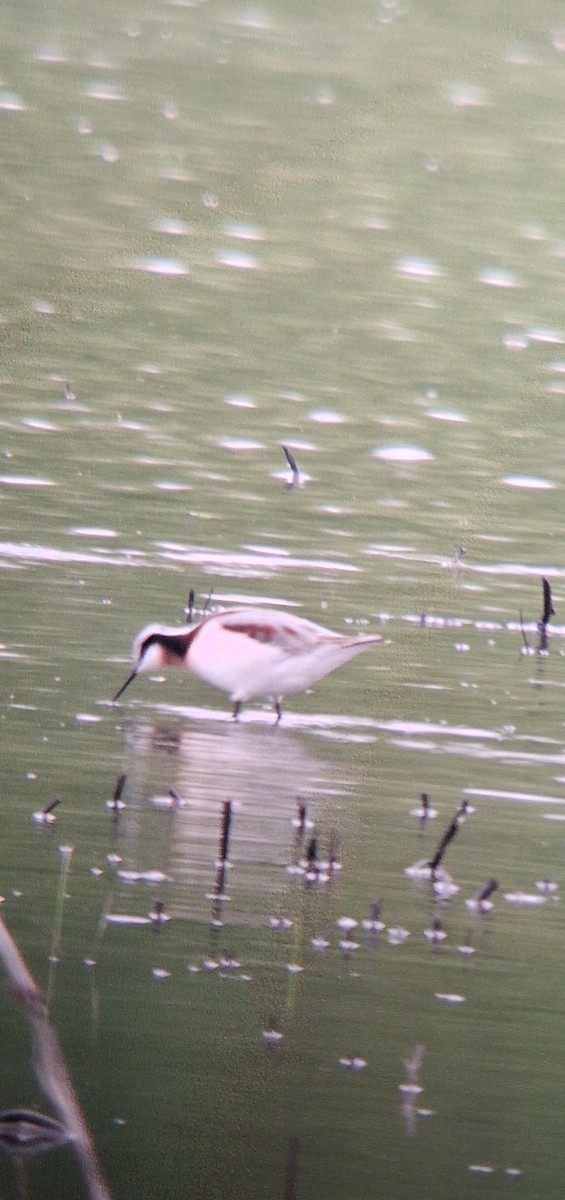 Wilson's Phalarope - ML634745968