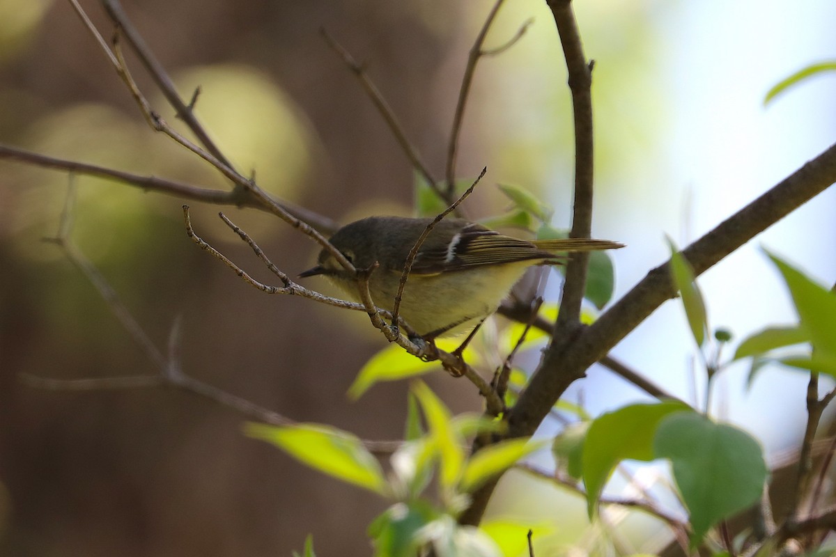 Ruby-crowned Kinglet - ML634745981