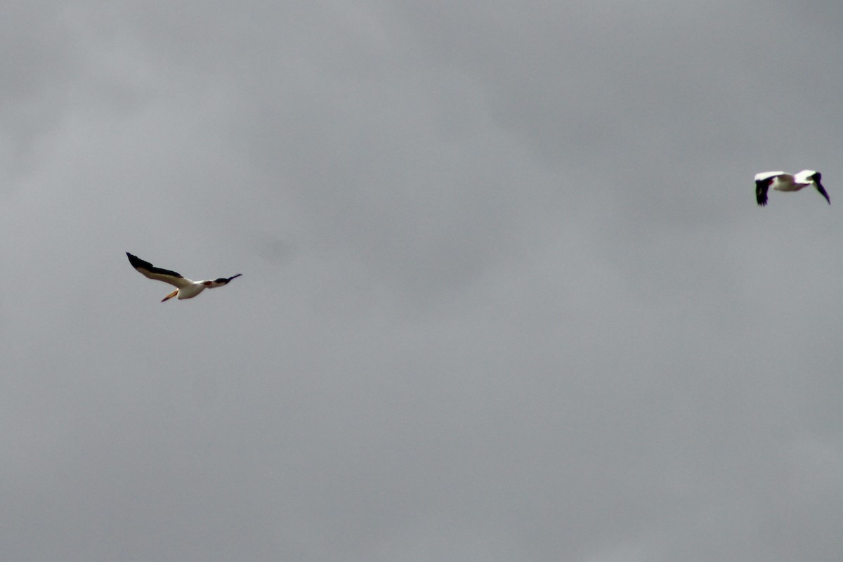 American White Pelican - ML634746001