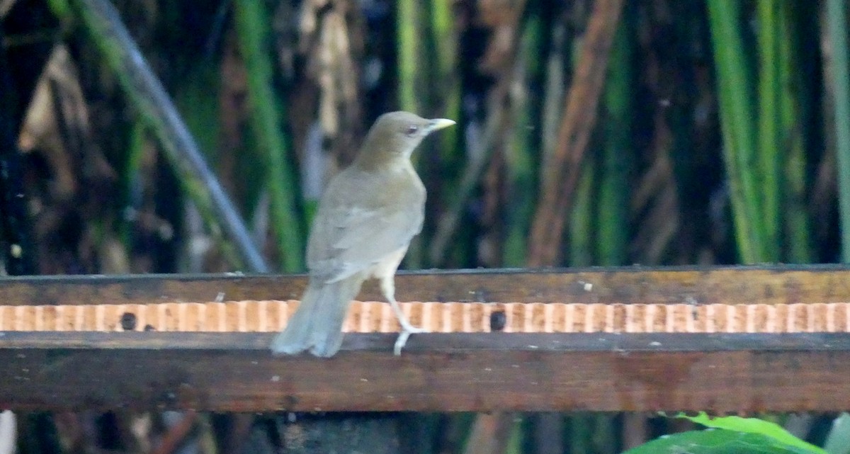 Clay-colored Thrush - ML634746021