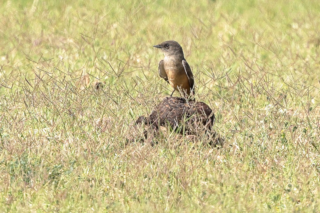 Say's Phoebe - ML634746113