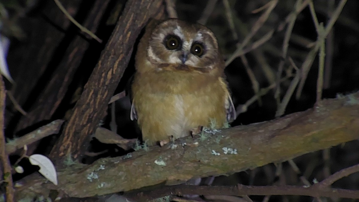 Unspotted Saw-whet Owl - ML634746201
