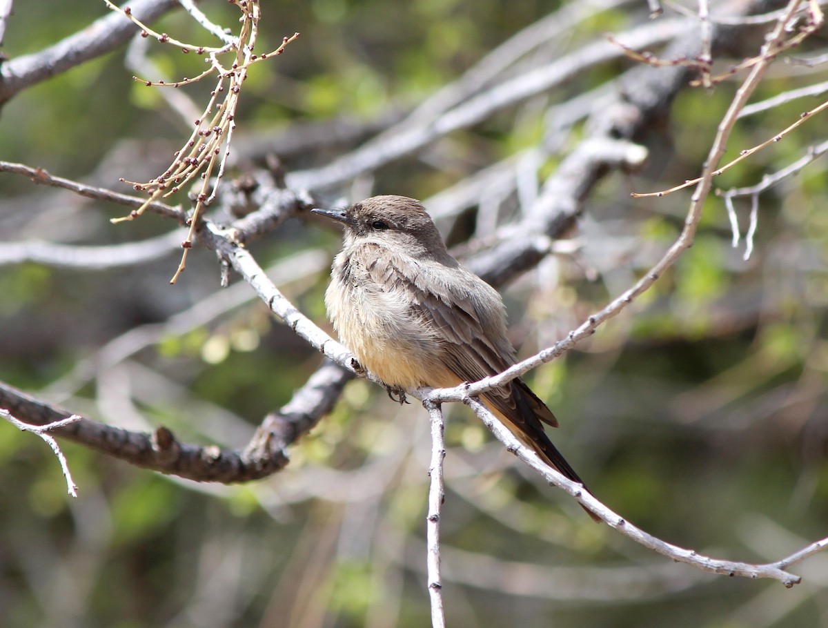 Say's Phoebe - ML634746282