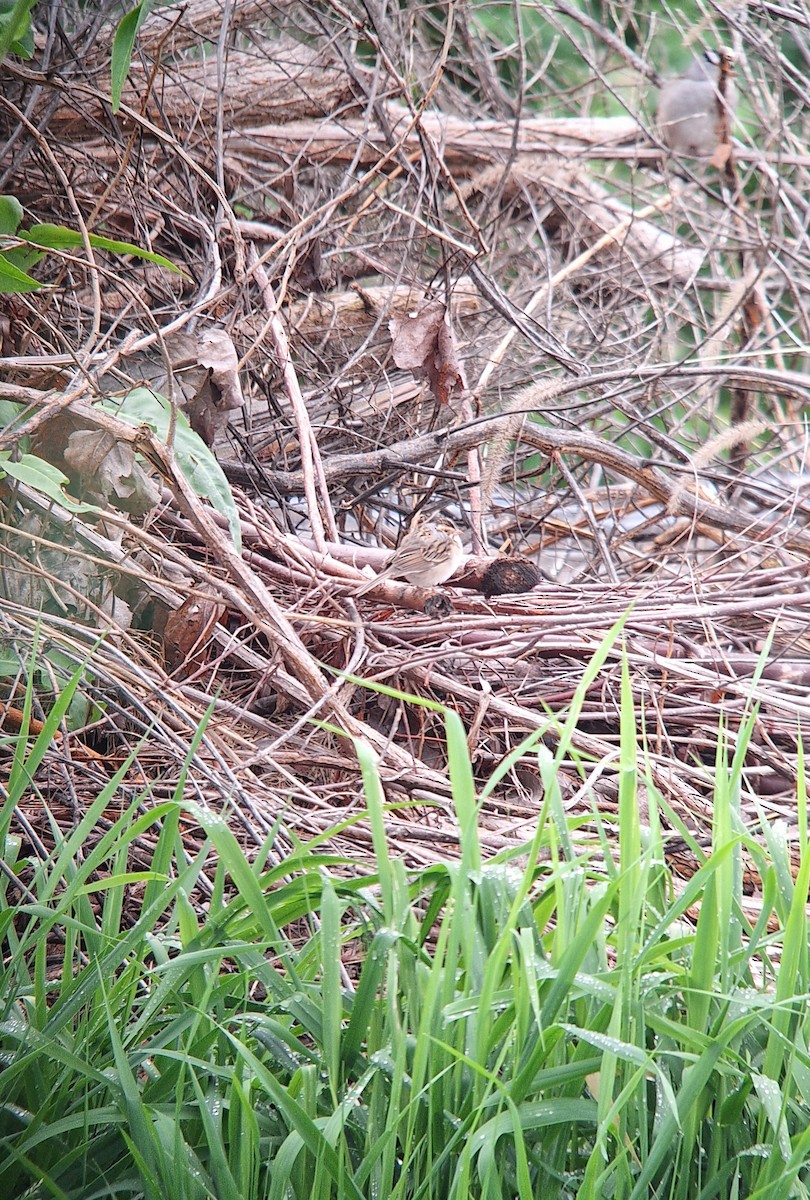 Clay-colored Sparrow - ML634746330