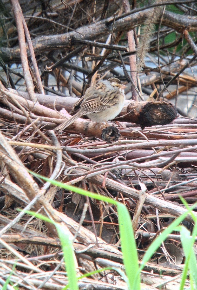 Clay-colored Sparrow - ML634746350