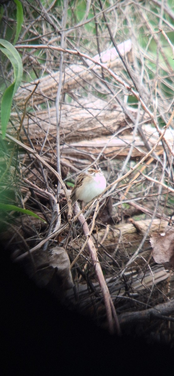 Clay-colored Sparrow - ML634746382