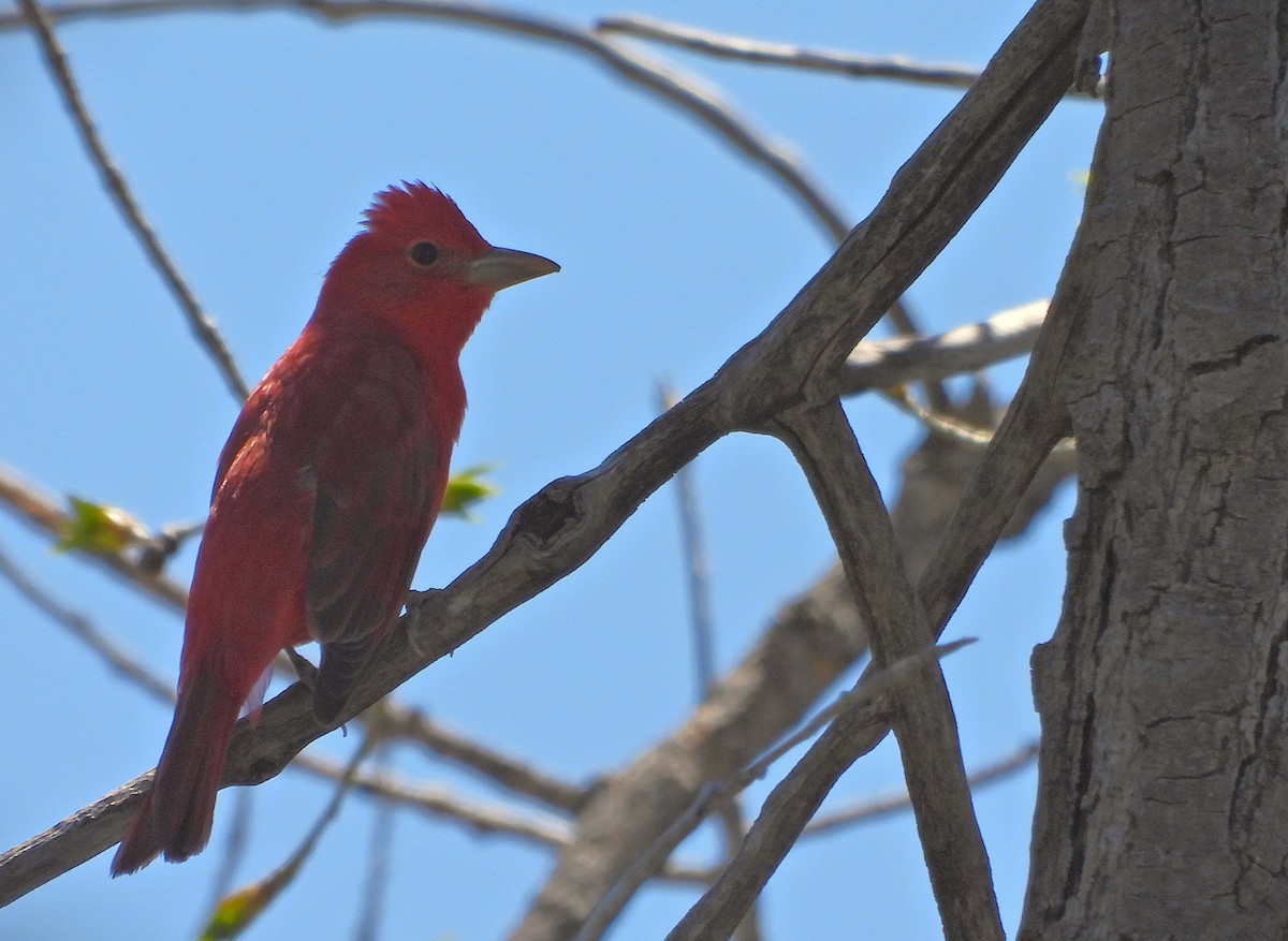 Summer Tanager - ML634746409