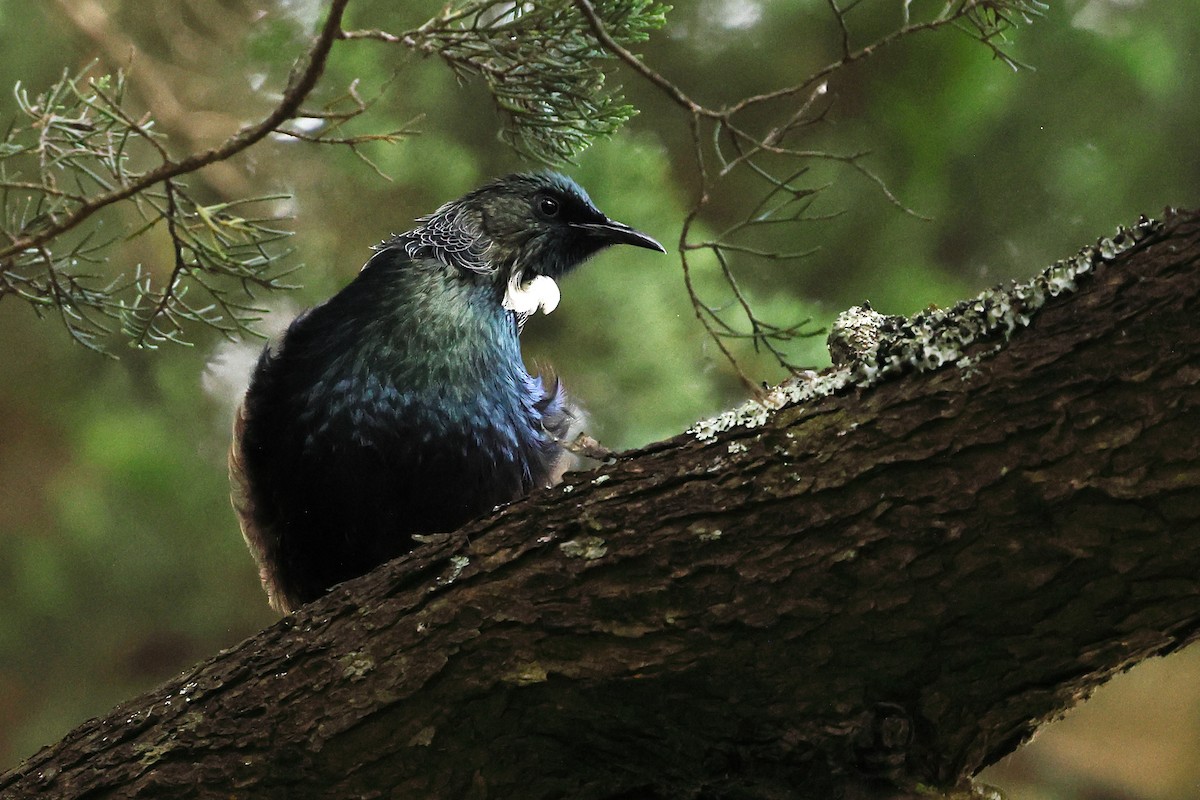 Tui - ML634746417