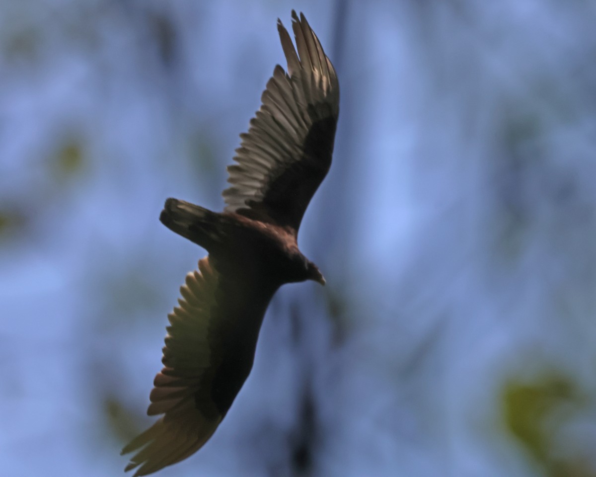 Turkey Vulture - ML634746419