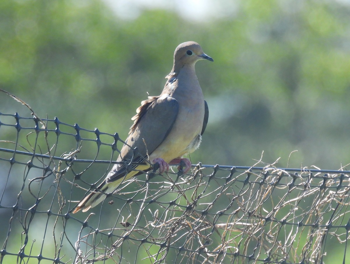 Mourning Dove - ML634746428
