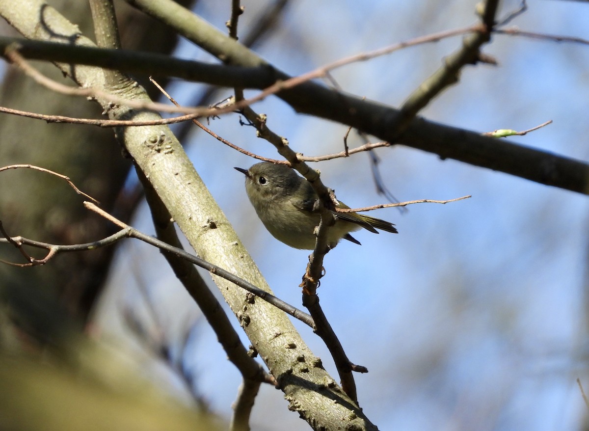 Ruby-crowned Kinglet - ML634746433