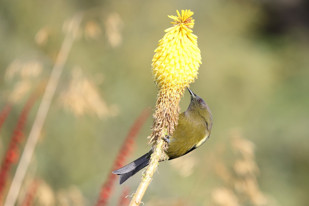 New Zealand Bellbird - ML634746435