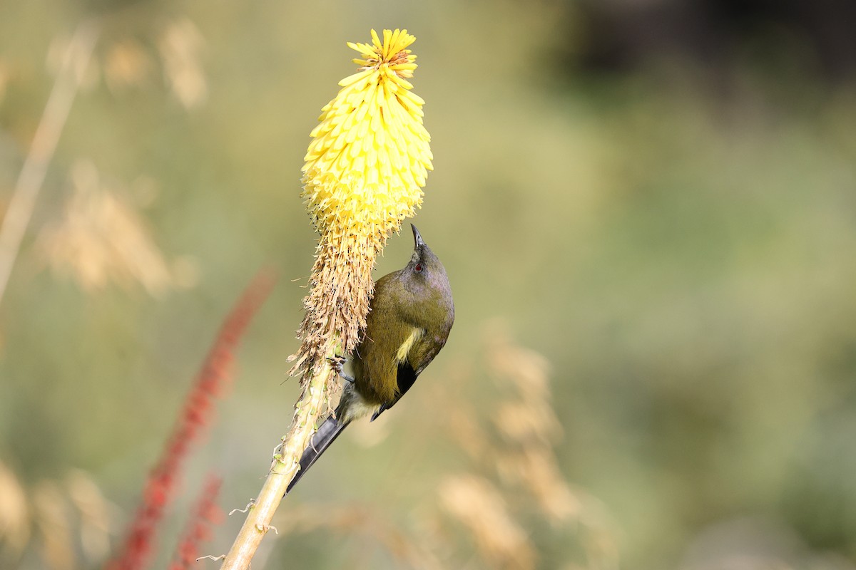 New Zealand Bellbird - ML634746436
