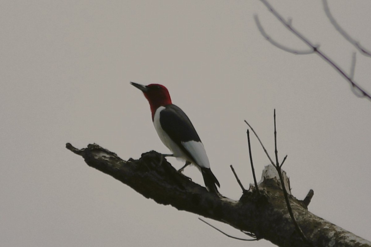 Red-headed Woodpecker - ML634746481