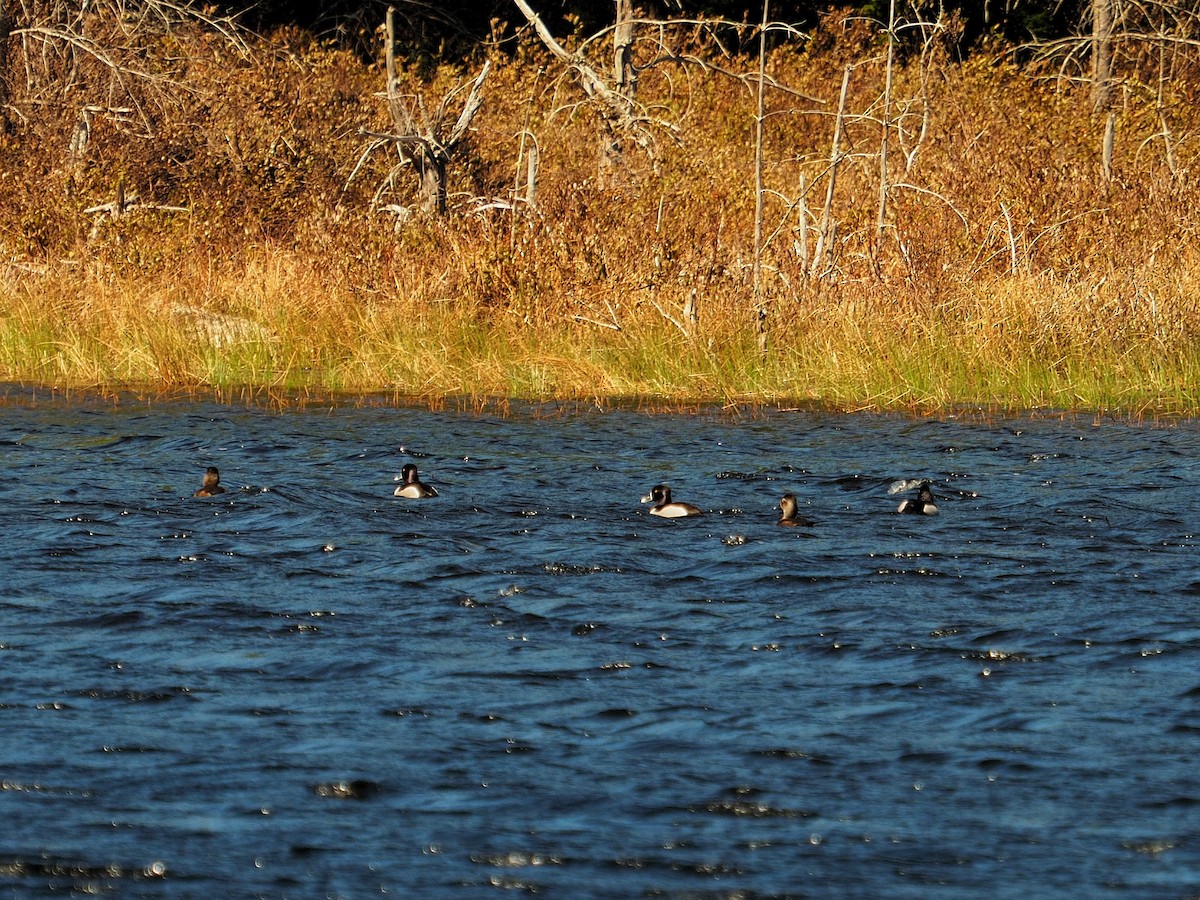 Ring-necked Duck - ML634746613
