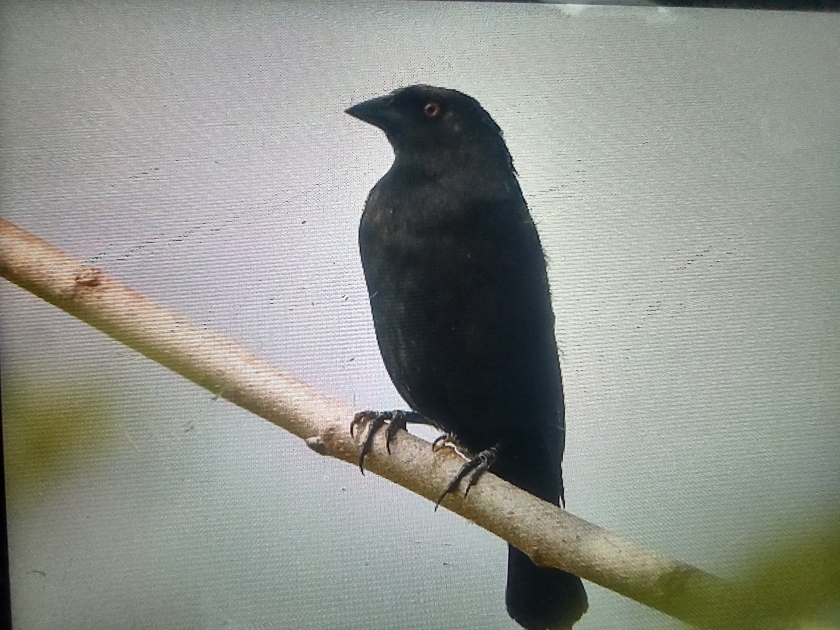 Bronzed Cowbird - ML634746629