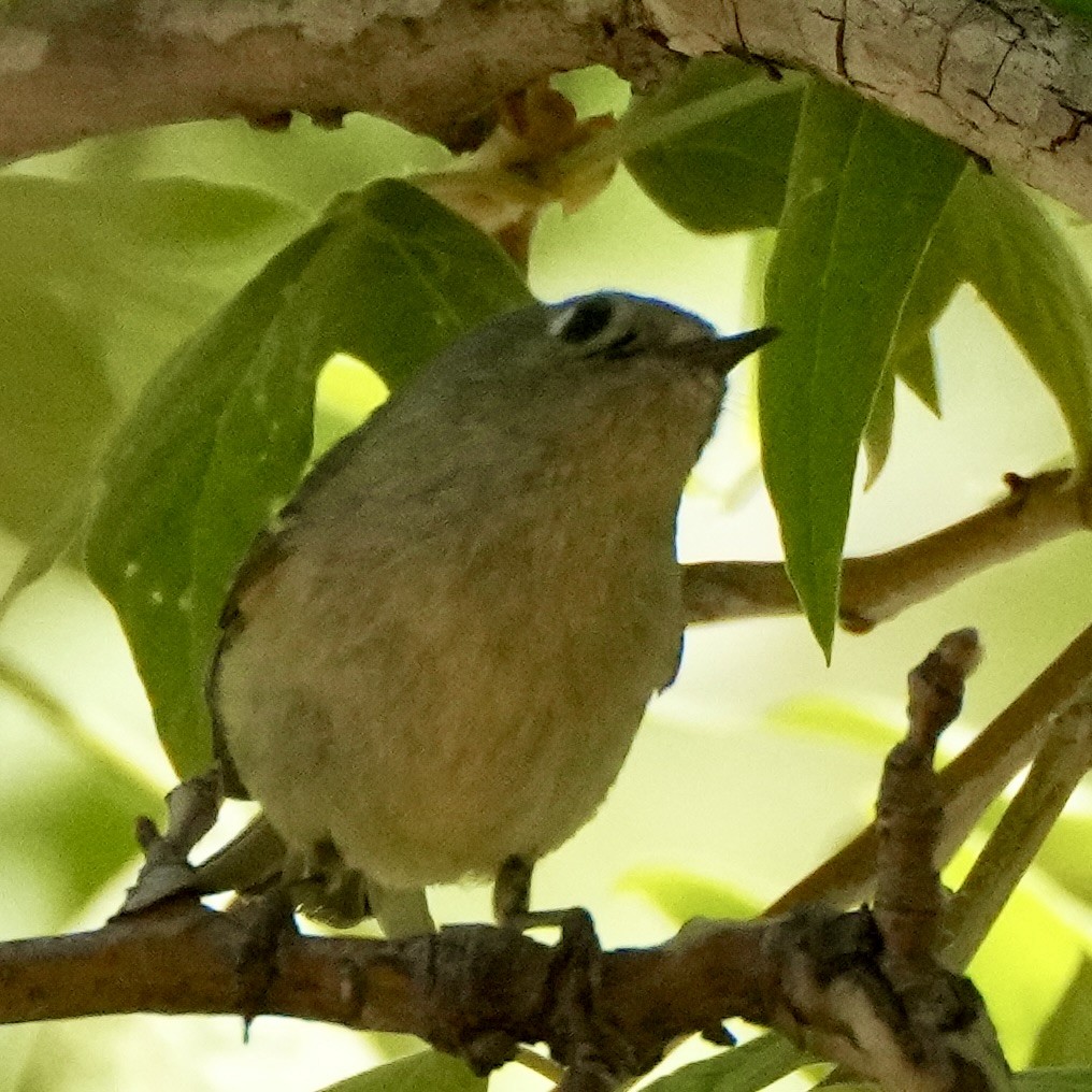 Ruby-crowned Kinglet - ML634746649