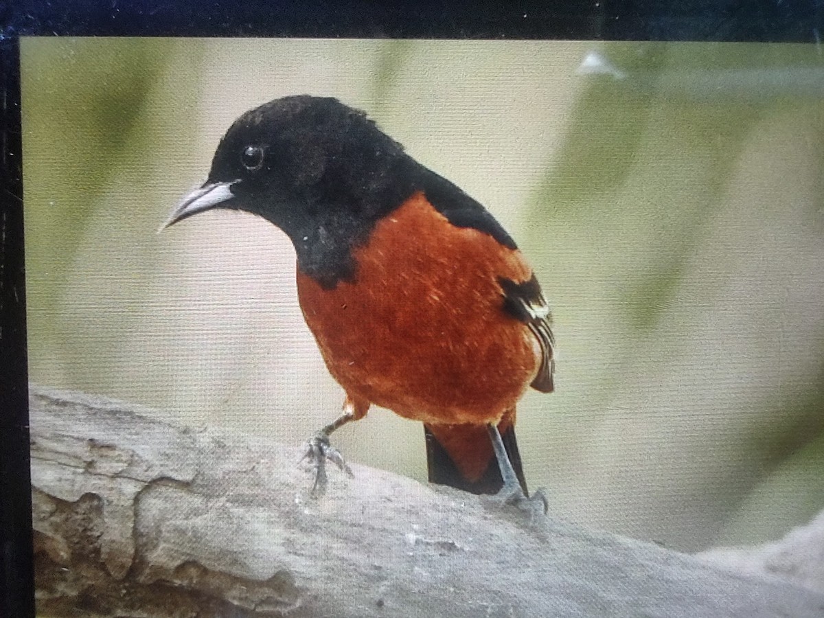 Orchard Oriole - ML634746663