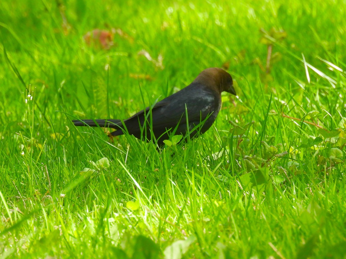 Brown-headed Cowbird - ML634746692