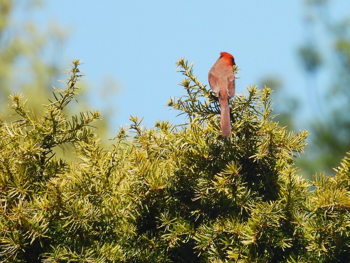 Northern Cardinal - ML634746713