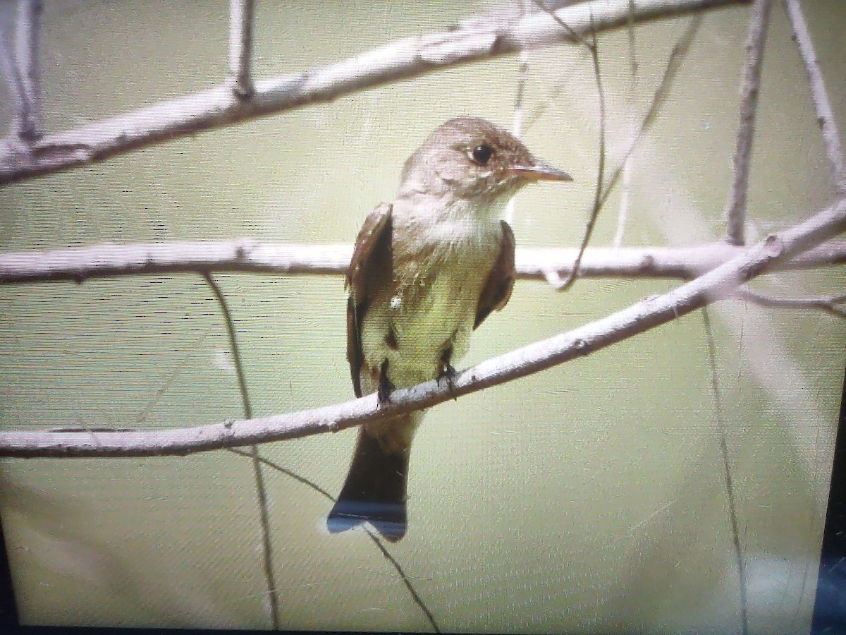 Eastern Wood-Pewee - ML634746724