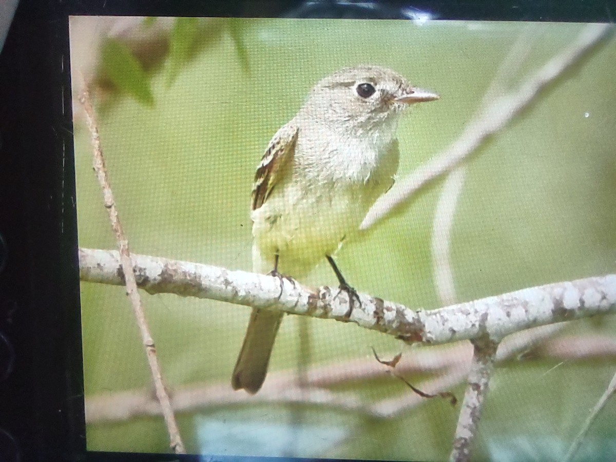 Least Flycatcher - ML634746763