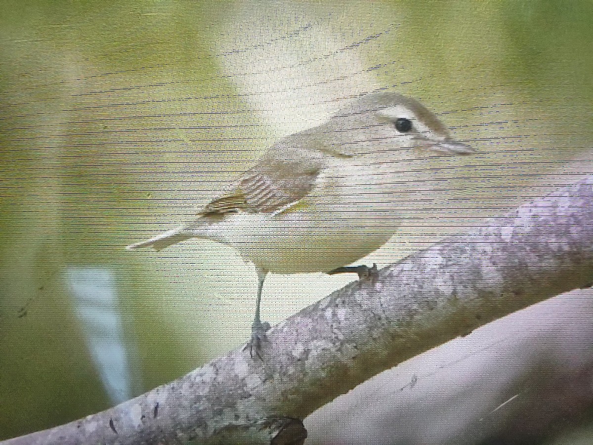 Warbling Vireo - ML634746809