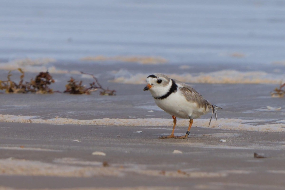 Piping Plover - ML634746821