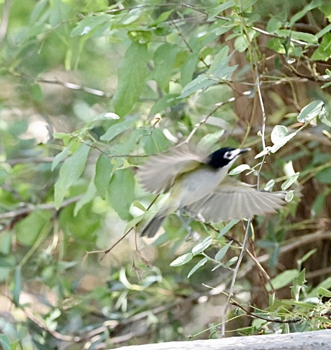 Black-capped Vireo - ML634746828