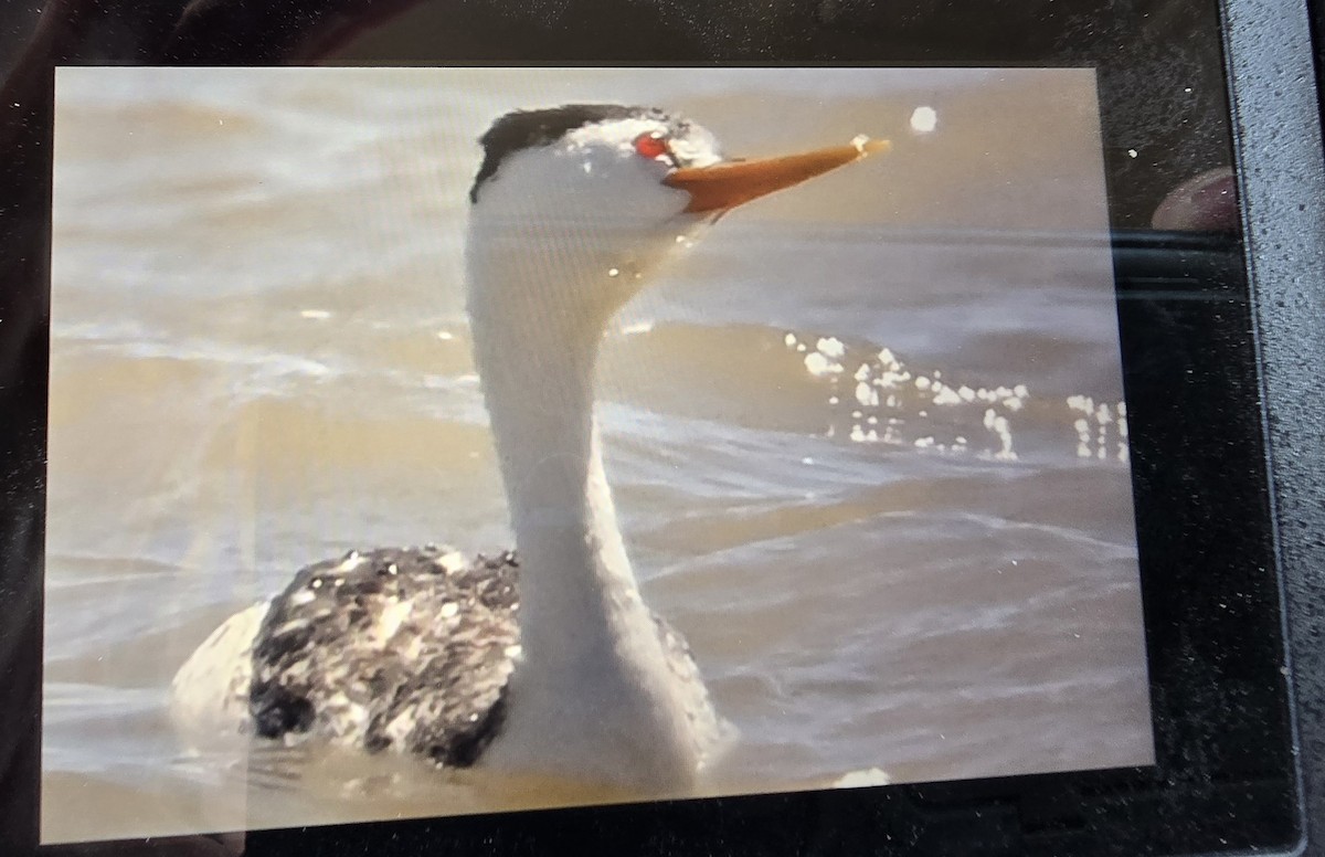 Clark's Grebe - ML634746849