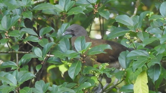 Ortalide à tête grise - ML634746885