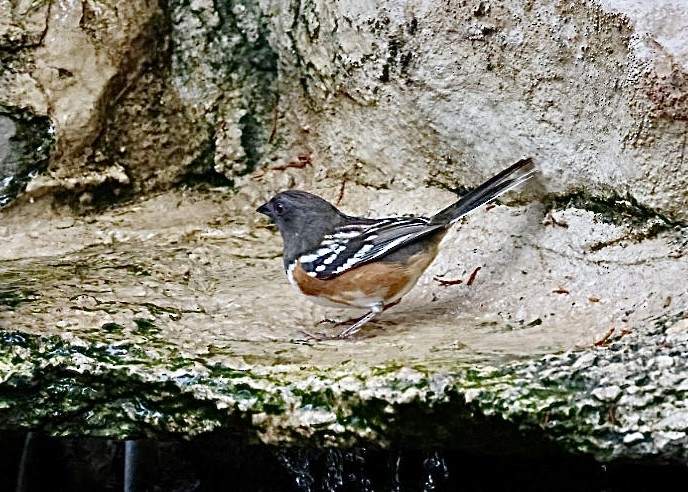 Spotted Towhee - ML634746925