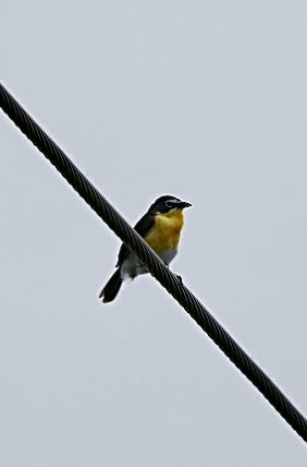 Yellow-breasted Chat - ML634746965